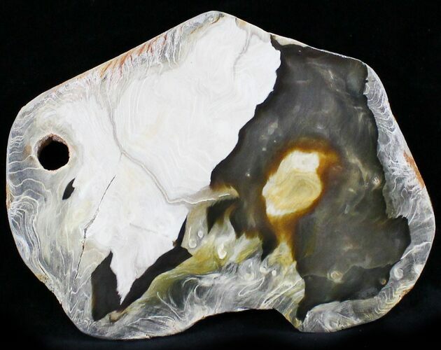 Petrified Wood (Maple) Slab - Oregon #24216